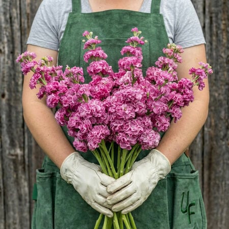 Iron Rose Pink, Stock Seeds - Packet image number null
